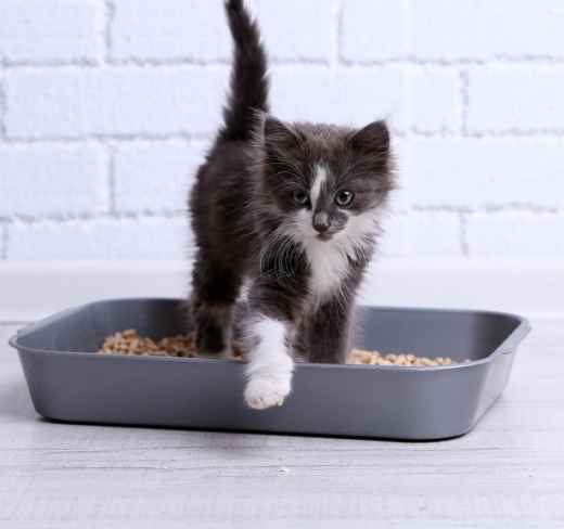 Picture for category Cat Litter & Accessories